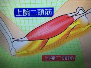 サタデープラス 二の腕ほっそり体操